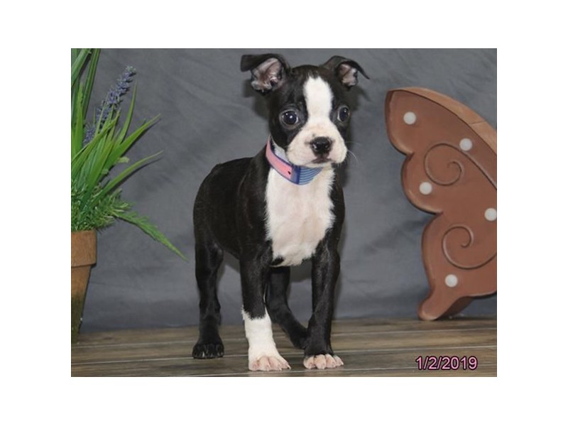 Boston Terrier
