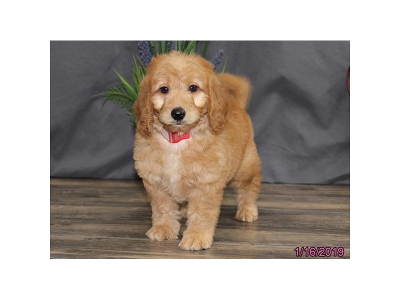 Mini Goldendoodle