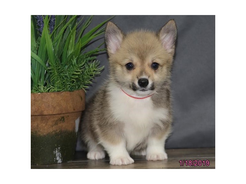Pembroke Welsh Corgi