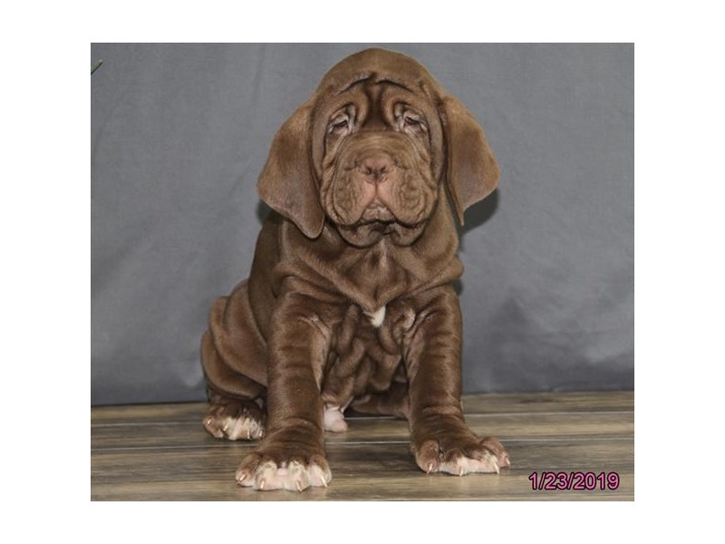 Mahogany neo best sale mastiff