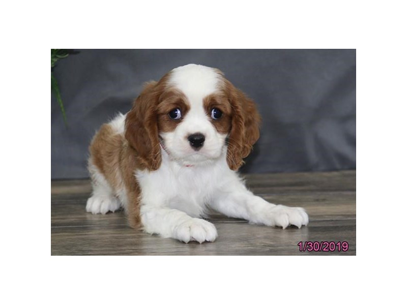 Cavalier King Charles Spaniel