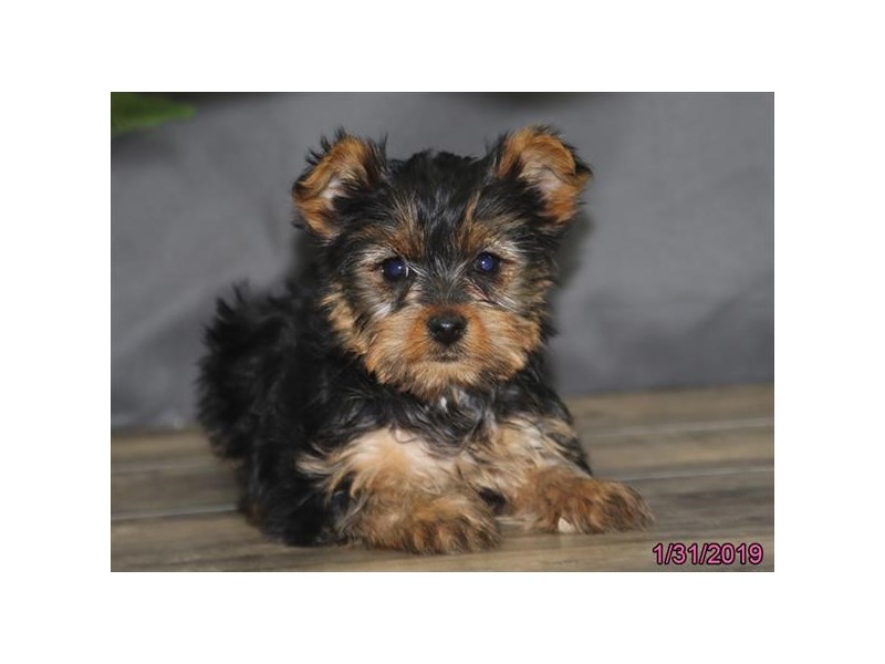 Yorkshire Terrier