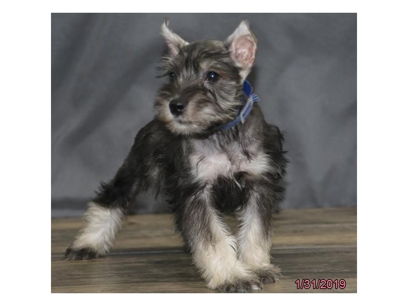 Miniature Schnauzer