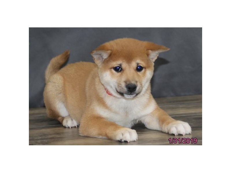 Shiba Inu