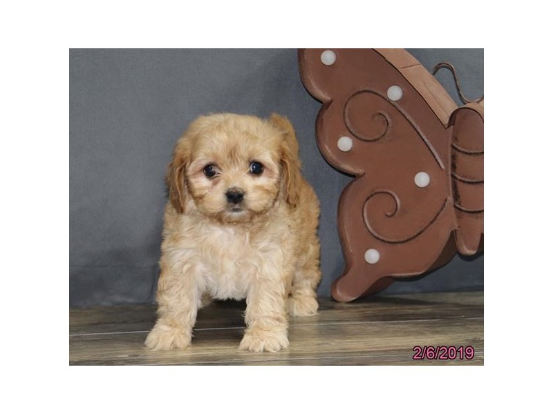 Cavachon