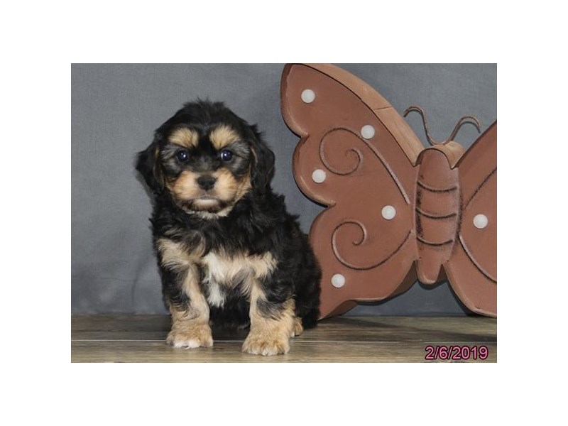 Cavachon