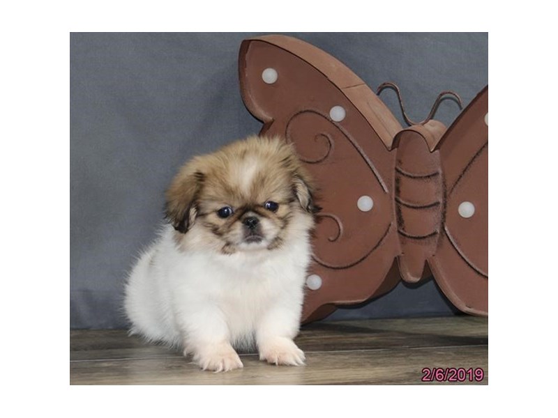 Pekingese