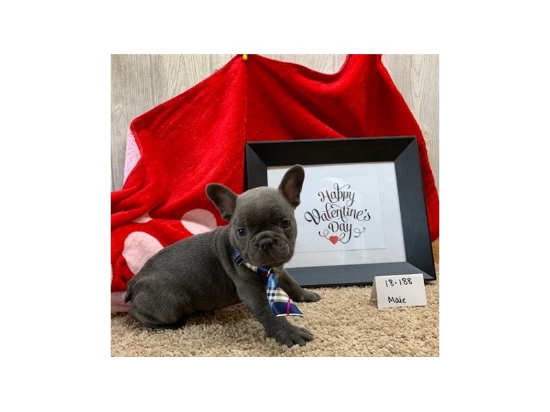 French Bulldog