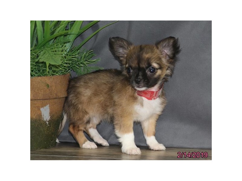 Chihuahua