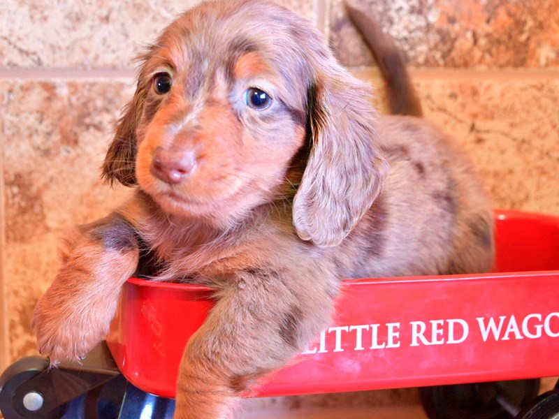 Dachshund