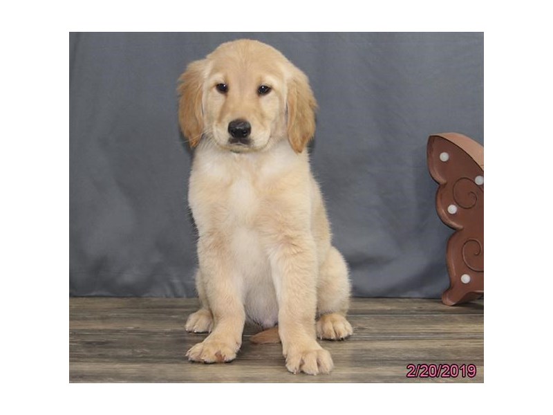 Golden Retriever