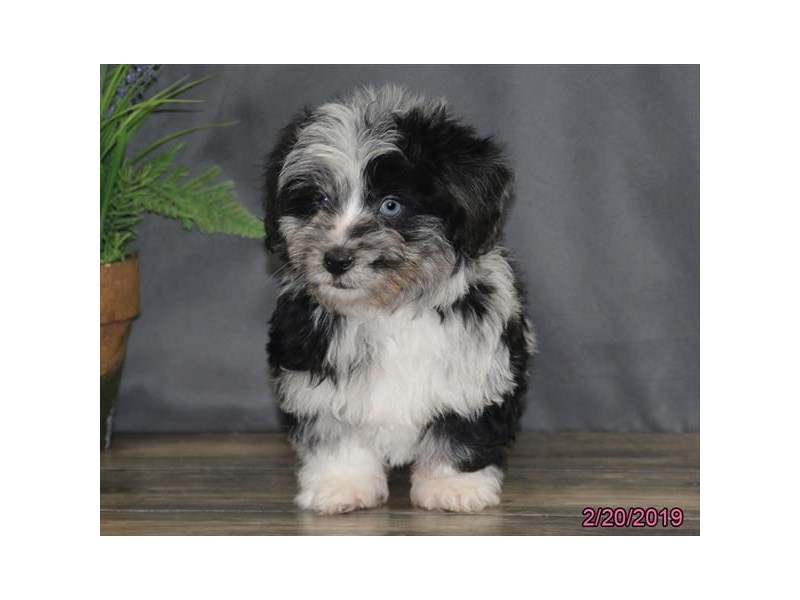 Miniature Poodle/Pembroke Welsh Corgi