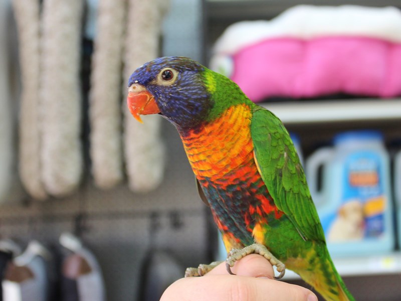 Rainbow Lory-BIRD-Male-GREEN/BLUE-2223865-Petland Carriage Place