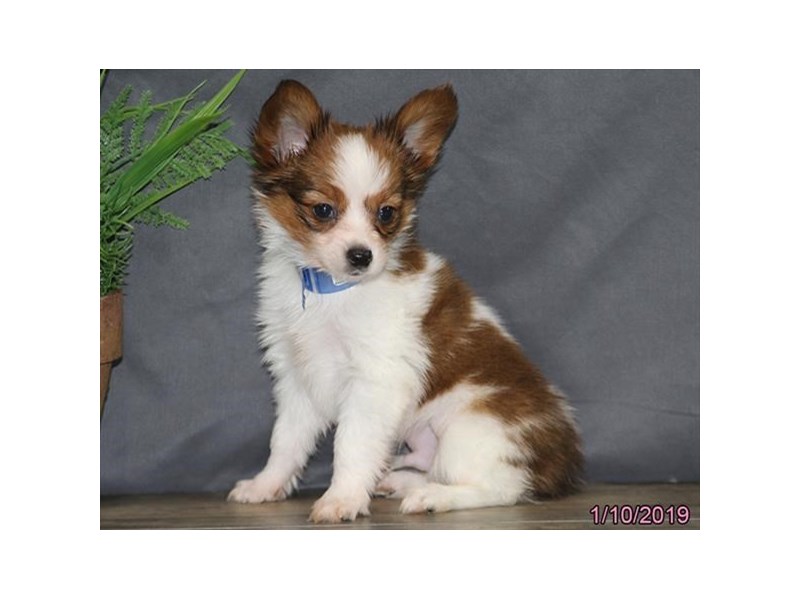 Papillon