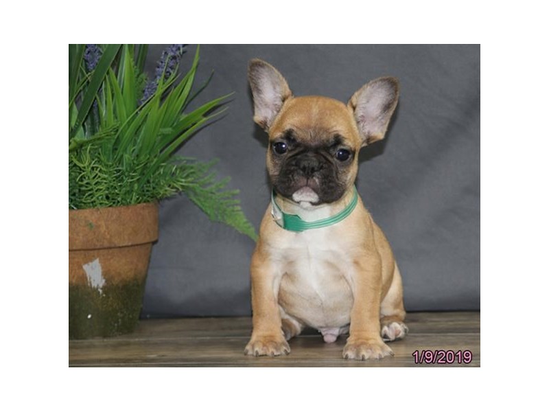 French Bulldog