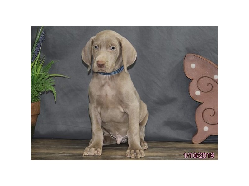 Weimaraner