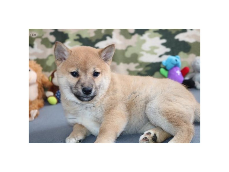 Shiba Inu