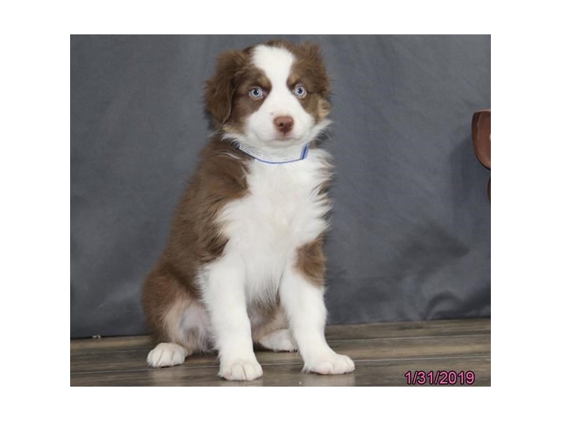 Miniature Australian Shepherd