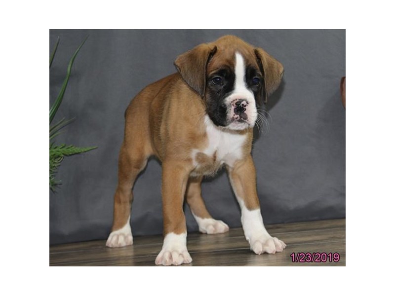 Boxer
