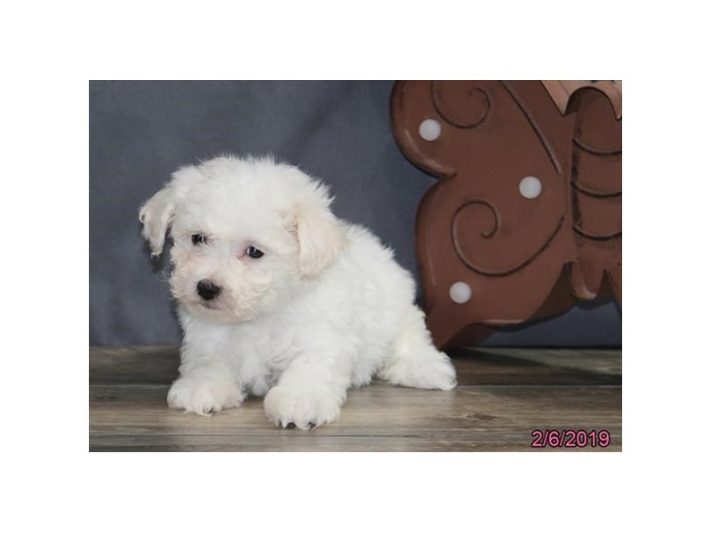 Bichon Frise