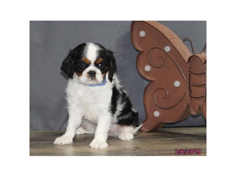 Cavalier King Charles Spaniel