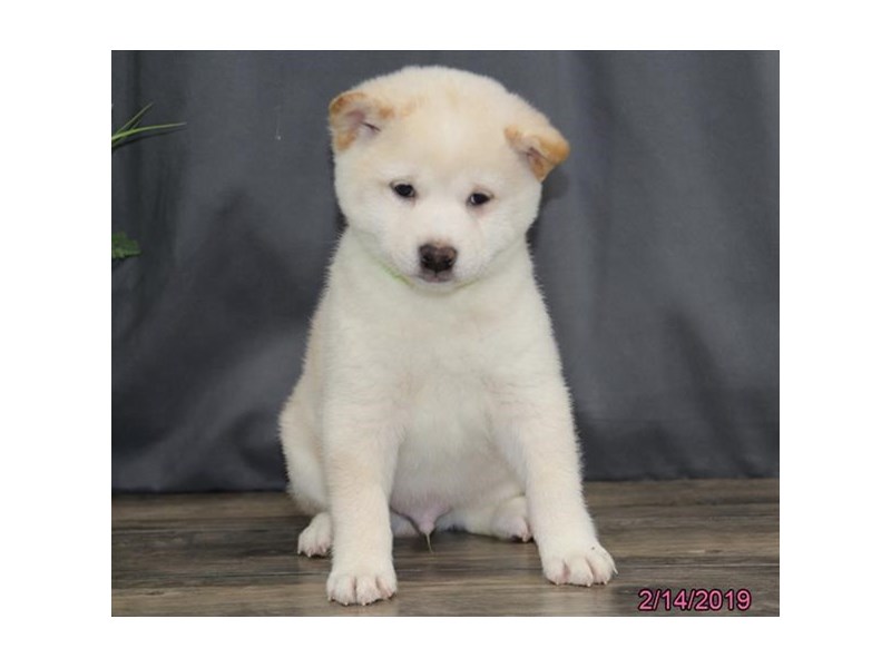 Shiba Inu