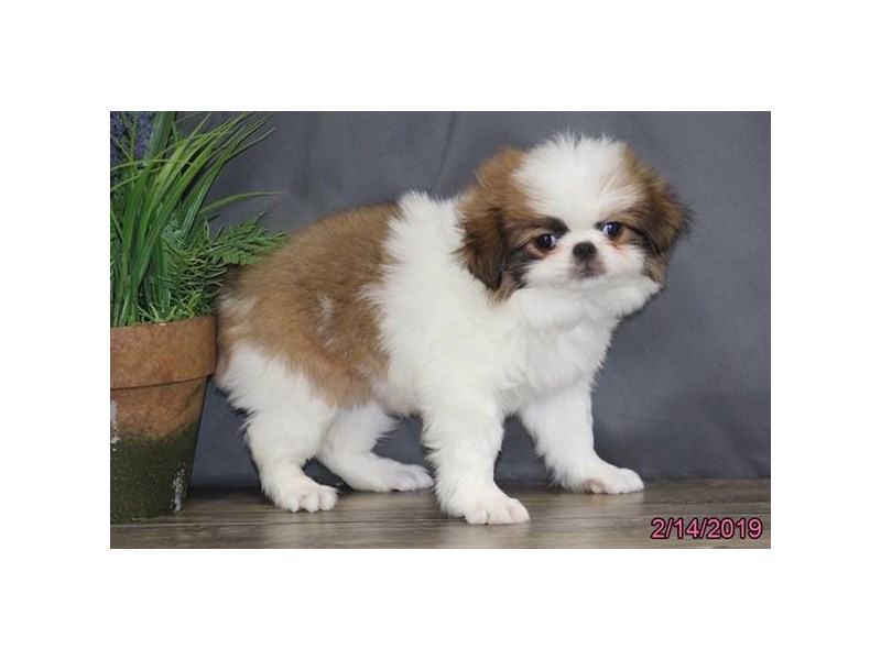 pedigree japanese chin puppies sale