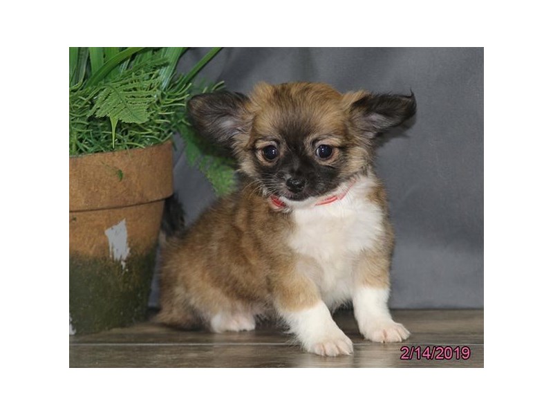 Chihuahua