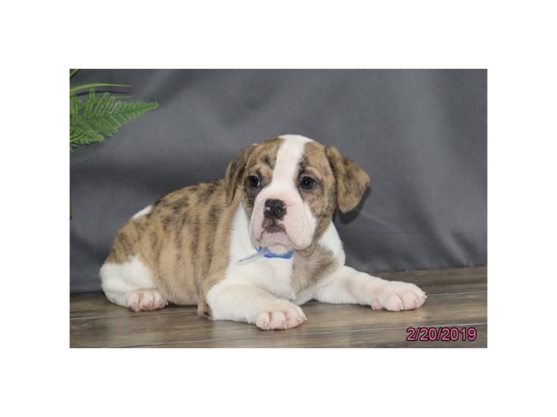 Bulldog/Bulldog-Beagle