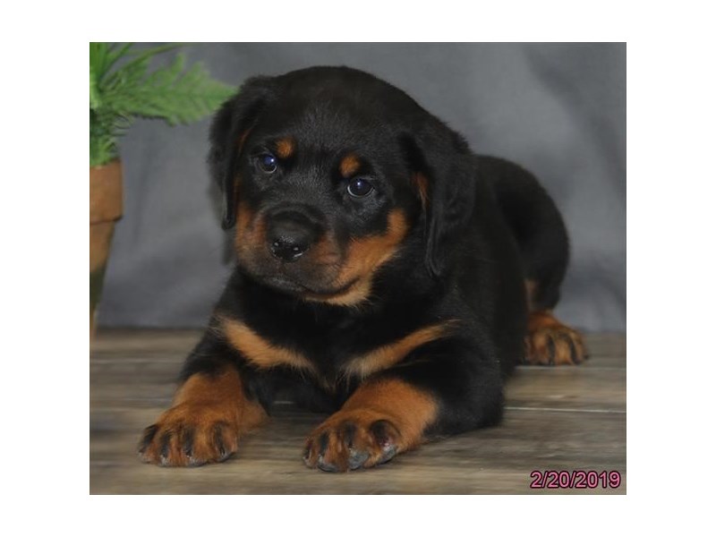 Rottweiler