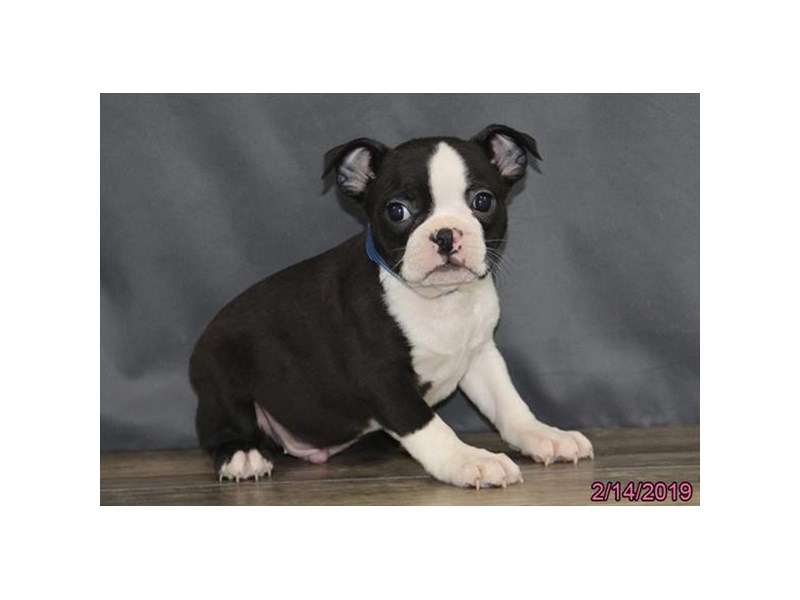 Boston Terrier