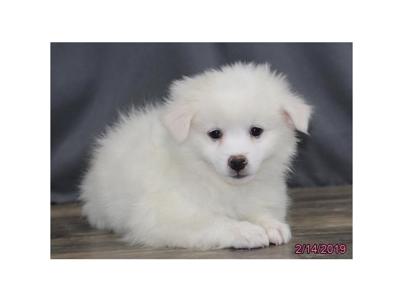 American Eskimo Dog