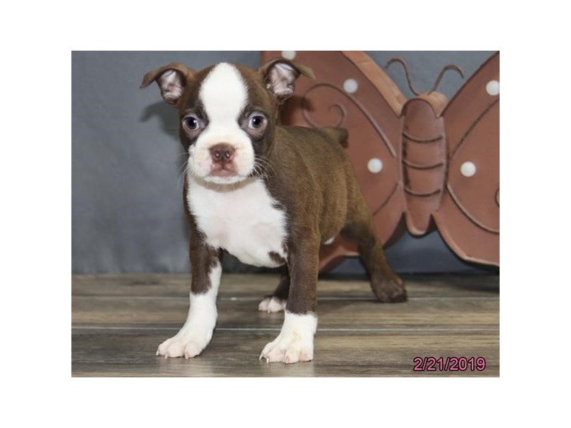 Boston Terrier