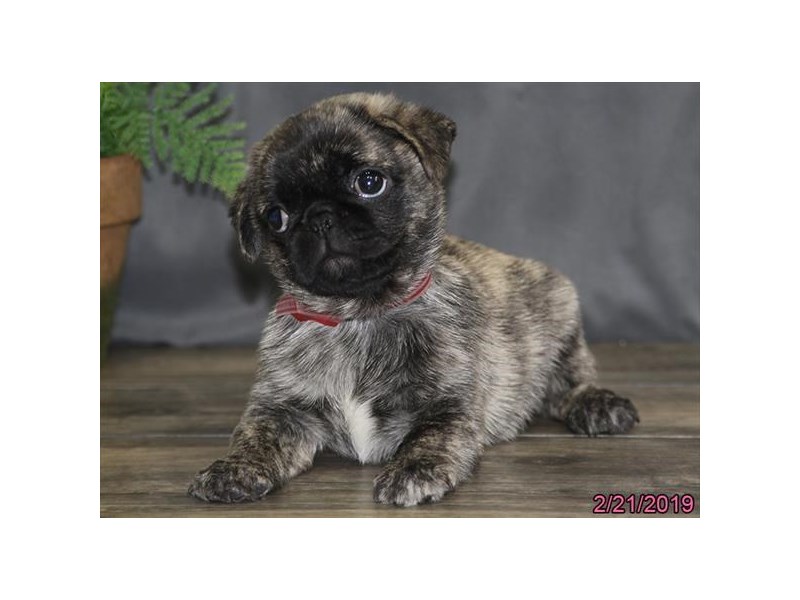 Pug