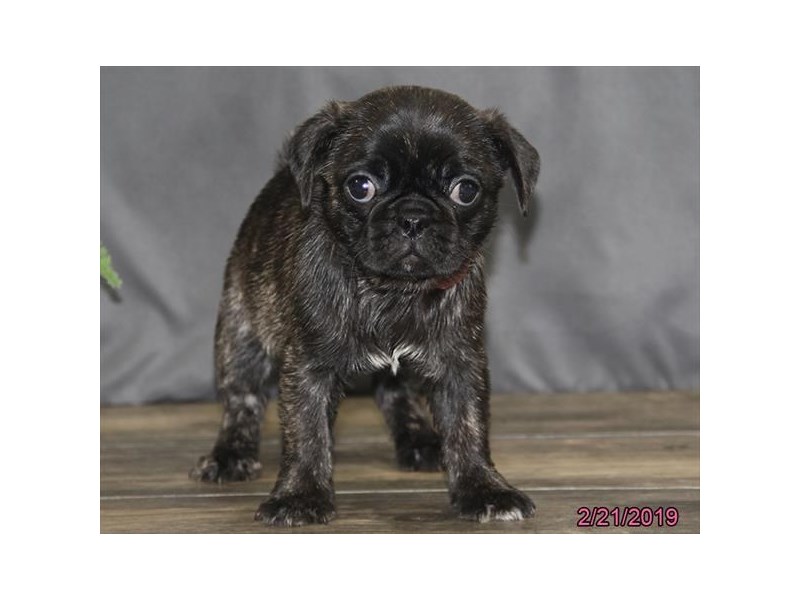 Pug