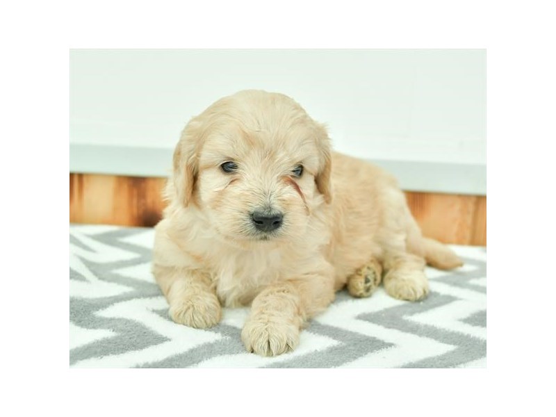 Goldendoodle Mini 2nd Gen