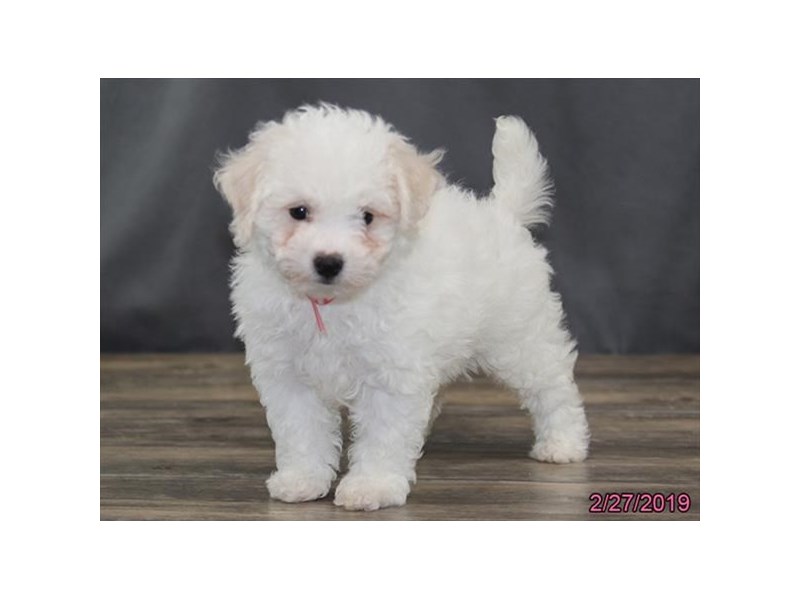 Bichon Poo
