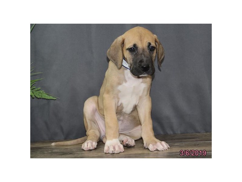Great DaneDOGFemaleFawn2302696Petland Carriage Place