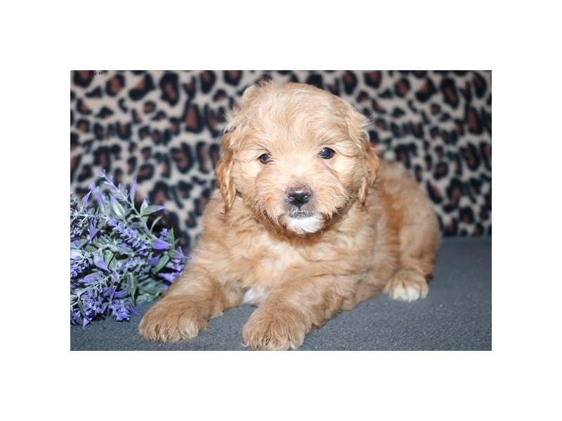 Goldendoodle Mini 2nd Gen
