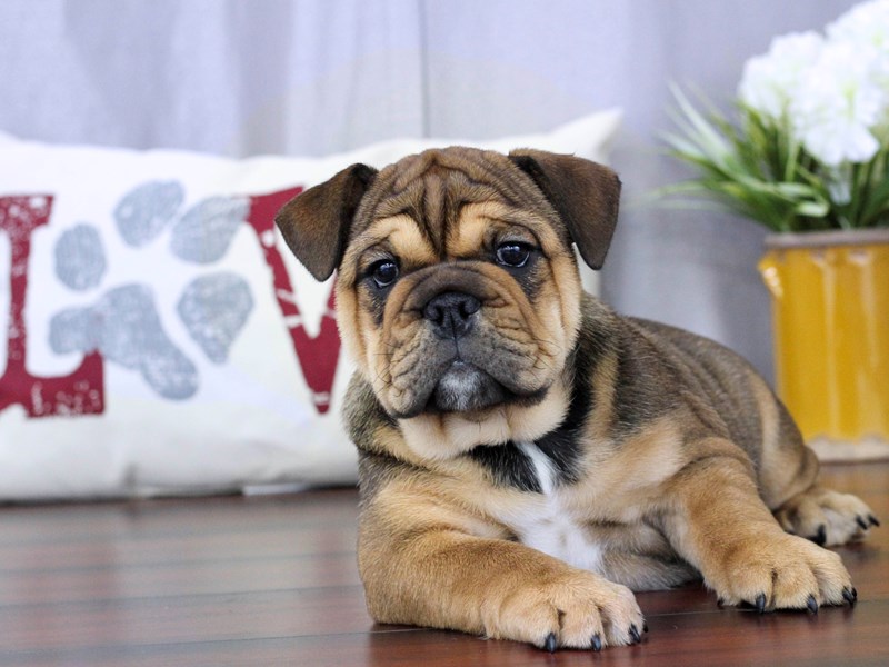 English Bulldog