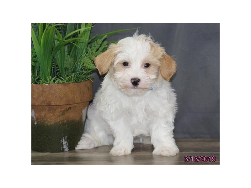 Havanese