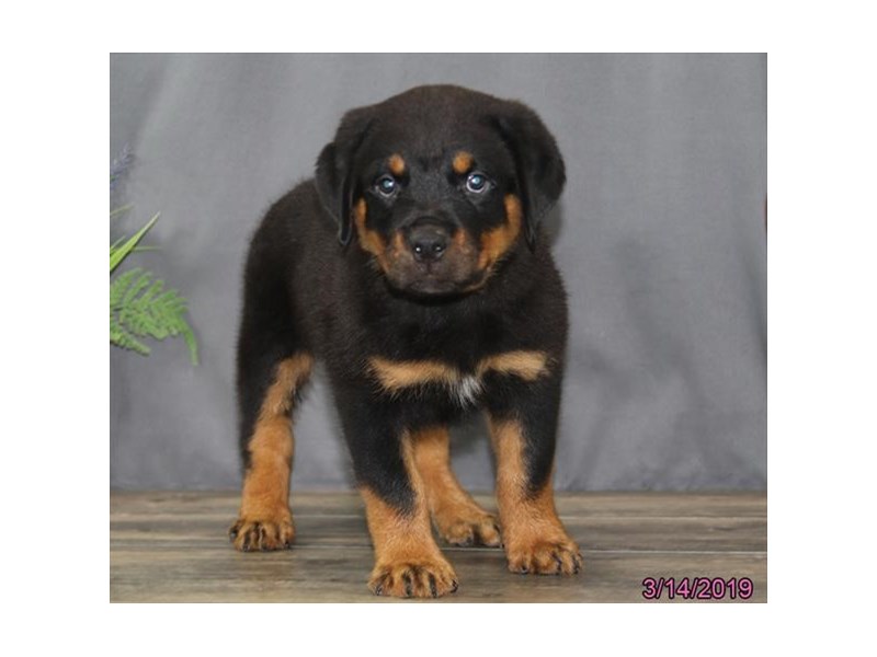 Rottweiler