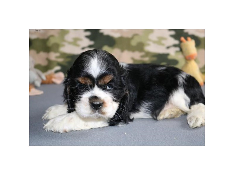 Cavalier King Charles Spaniel/Cocker Spaniel