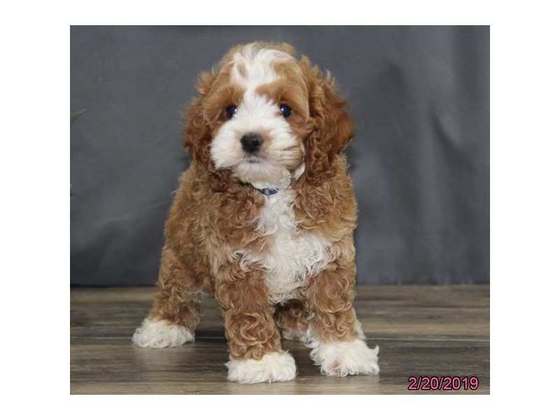 A Poo Dog Male Red White 2291737 Petland Carriage Place White 2291737 Petland Carriage Place