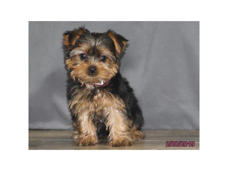 Yorkshire Terrier