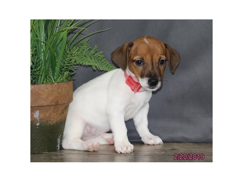 Jack Russell Terrier