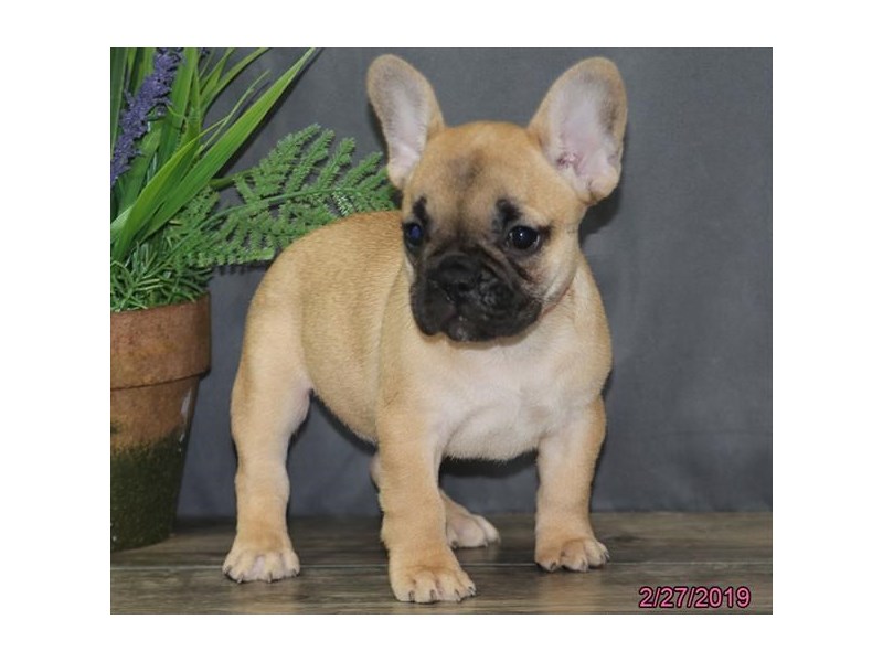 French Bulldog