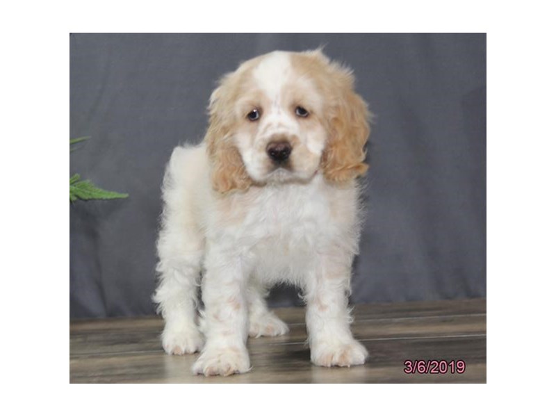 Cocker Spaniel