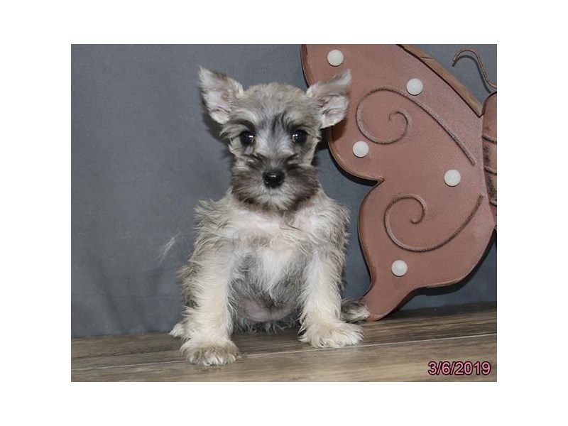 Miniature Schnauzer