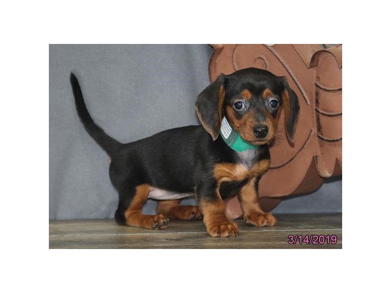 Dachshund